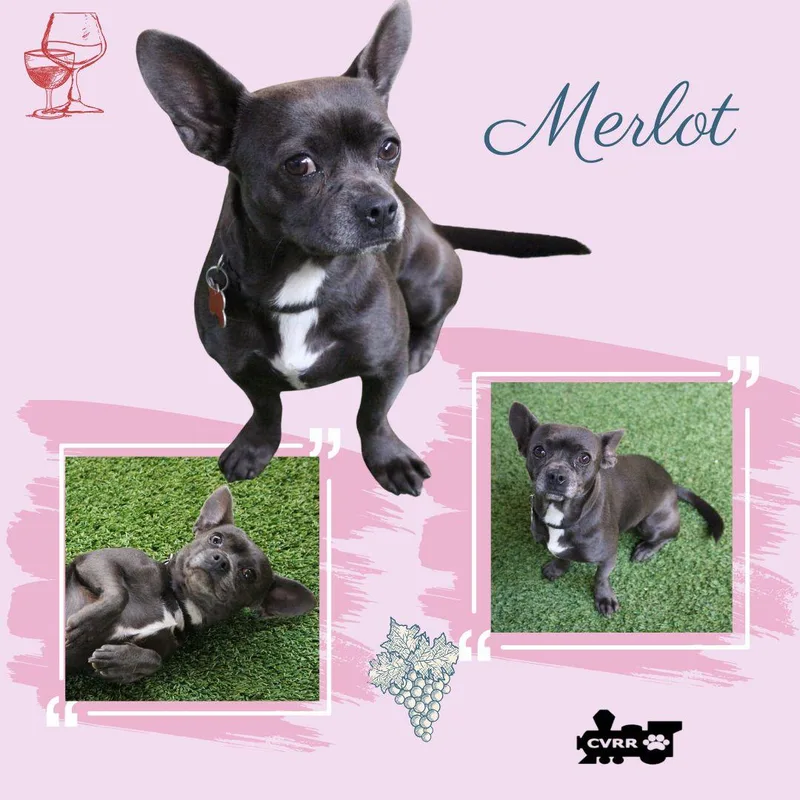Merlot thumbnail 3