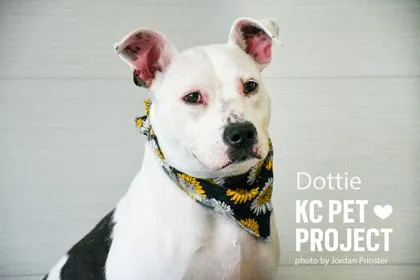A young large-sized female White / Cream Pit Bull Terrier dog named Dottie for adoption in Kansas City, MO