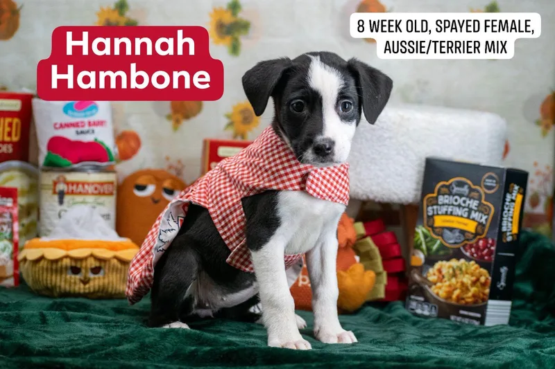 A baby medium-sized female Australian Shepherd dog named Hannah Hambone for adoption in Sevierville, TN