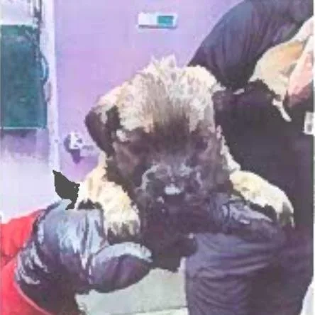 A baby small-sized male Yellow / Tan / Blond / Fawn Pug dog named Eric for adoption in Tacoma, WA