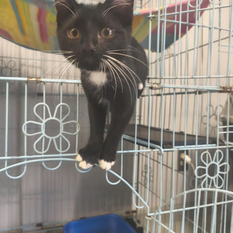 A young medium-sized male Black Domestic Short Hair cat named Slick for adoption in Plano, TX