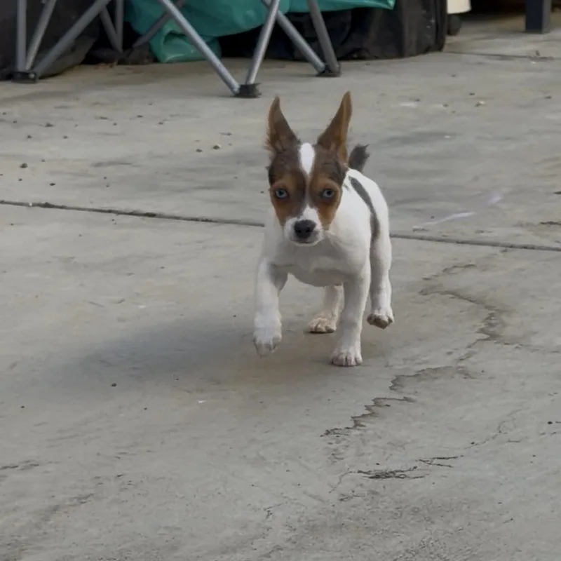 A young small-sized male Merle (Blue) Toy Fox Terrier dog named Bambi for adoption in Norco, CA