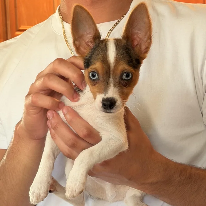 Bambi thumbnail 2