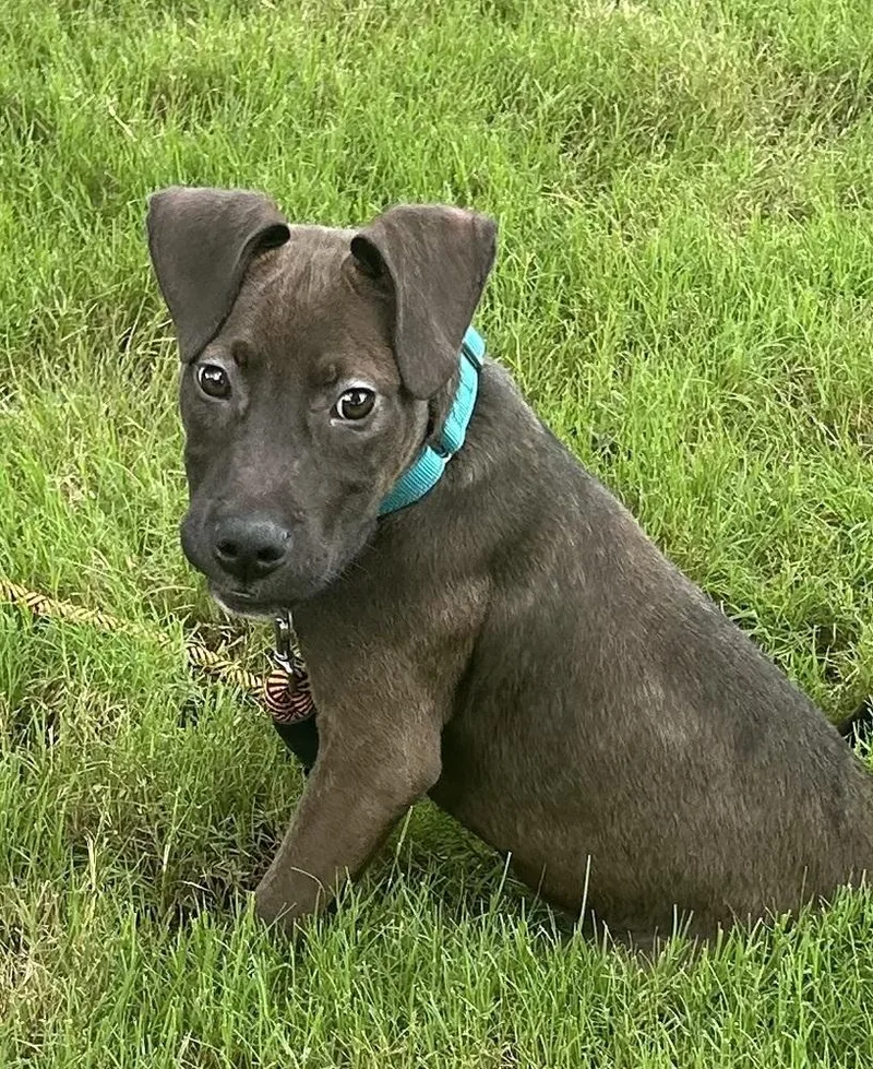 A baby medium-sized male Tricolor (Brown, Black, & White) Pit Bull Terrier dog named Hank  Batesville Litter for adoption in Horn Lake, MS
