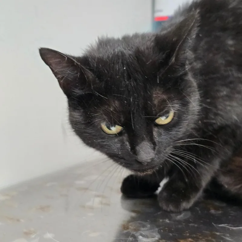 A young medium-sized female Black Domestic Short Hair cat named Shadow for adoption in Concord, NC