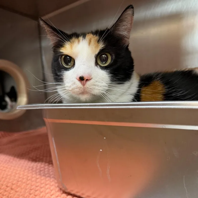 A senior large-sized female White Domestic Short Hair cat named Penelope for adoption in Austin, TX