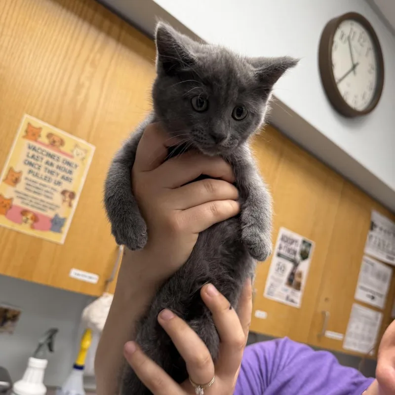 A baby small-sized female Gray / Blue / Silver Domestic Short Hair cat named Queen for adoption in Durango, CO