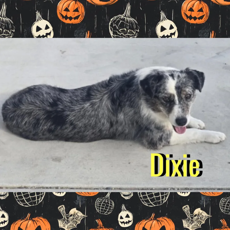 An adult medium-sized female Australian Shepherd dog named Dixie for adoption in Red Lodge, MT
