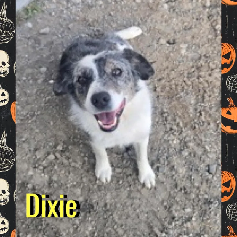Dixie thumbnail 2