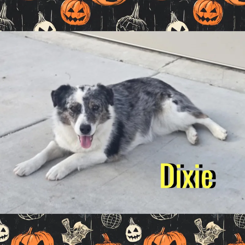 Dixie thumbnail 3