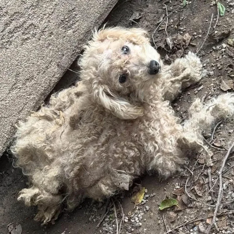 A young small-sized male White / Cream Miniature Poodle dog named Albert for adoption in Wichita, KS