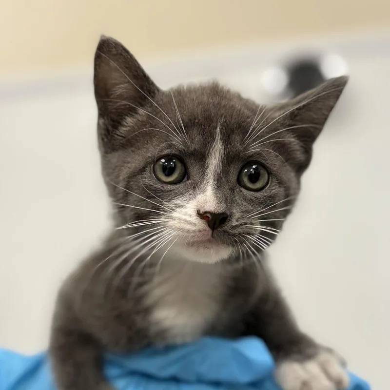 A baby small-sized female Gray / Blue / Silver Domestic Short Hair cat named Clementine for adoption in San Antonio, TX