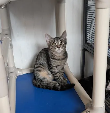 A baby small-sized female Domestic Short Hair cat named Risotto for adoption in Bloomsburg, PA