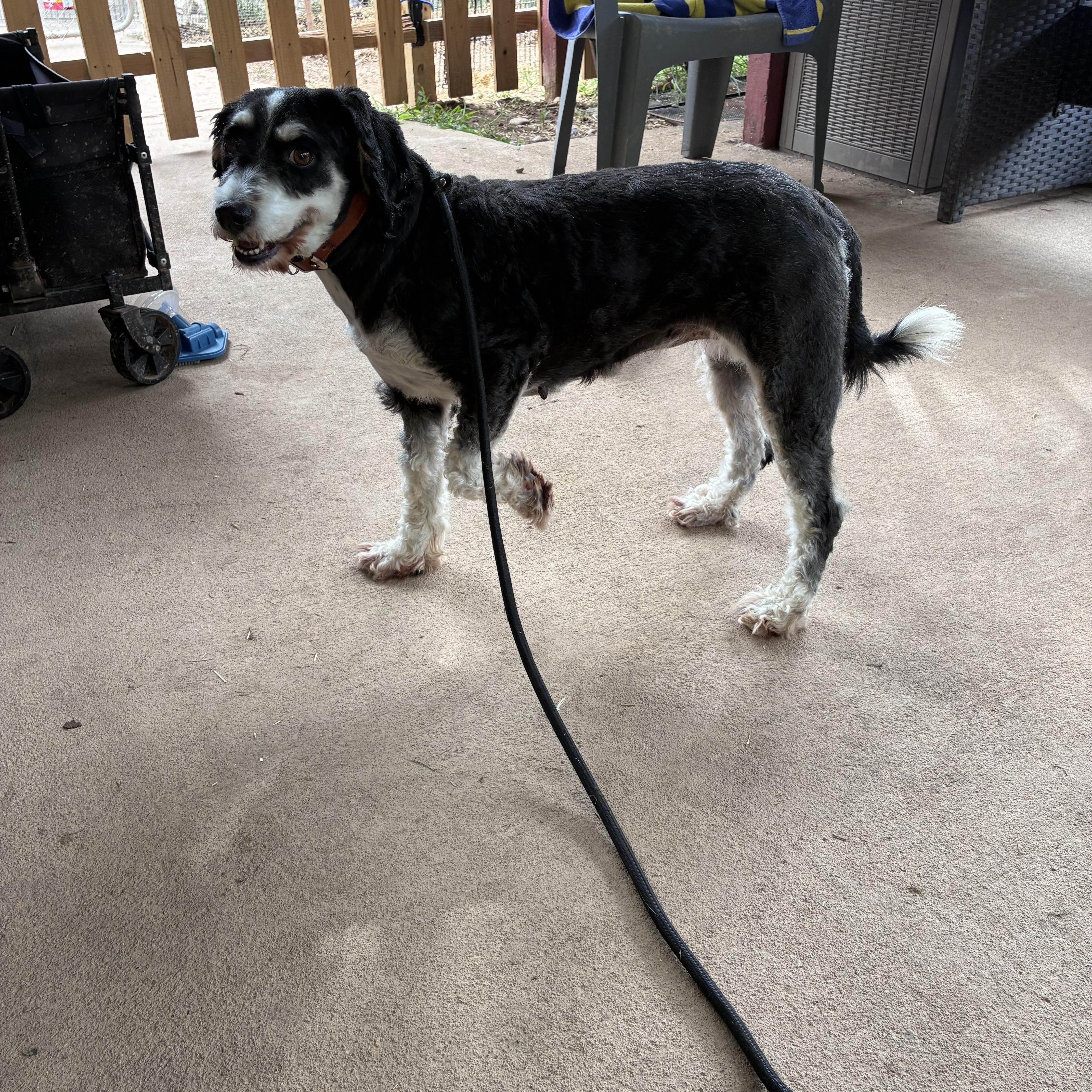 An adult medium-sized female Bernadoodle dog named Tilly for adoption in Lincoln University, PA