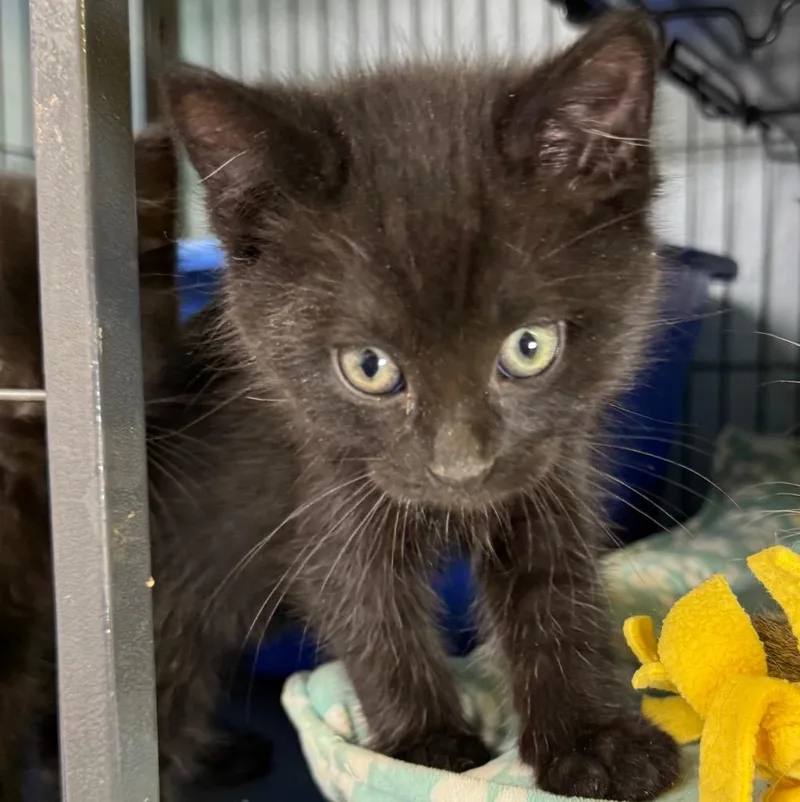 A baby small-sized male Domestic Long Hair cat named Taco for adoption in Saginaw, MI