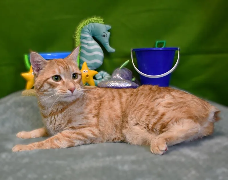 An adult large-sized male Domestic Short Hair cat named Sonny for adoption in Roanoke, TX