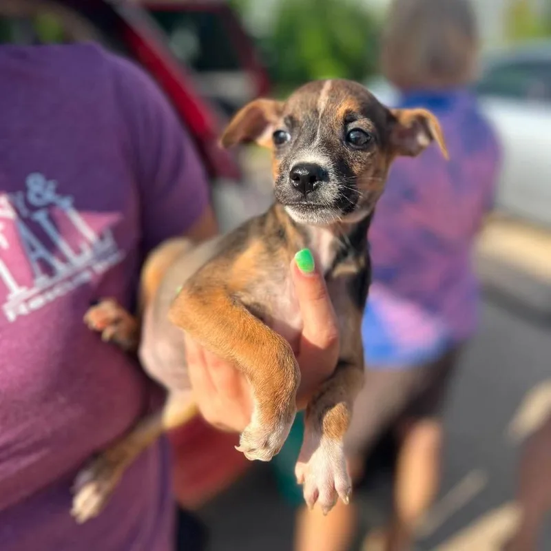 A baby small-sized female Yellow / Tan / Blond / Fawn Chihuahua dog named Olive for adoption in St. Charles, IL