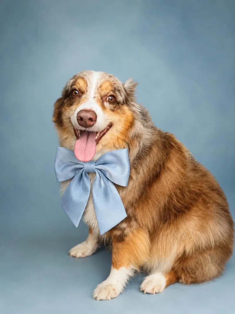 An adult large-sized male Merle (Red) Australian Shepherd dog named Remington for adoption in Houston, TX