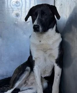An adult medium-sized female Terrier dog named Miri for adoption in Madison, NJ