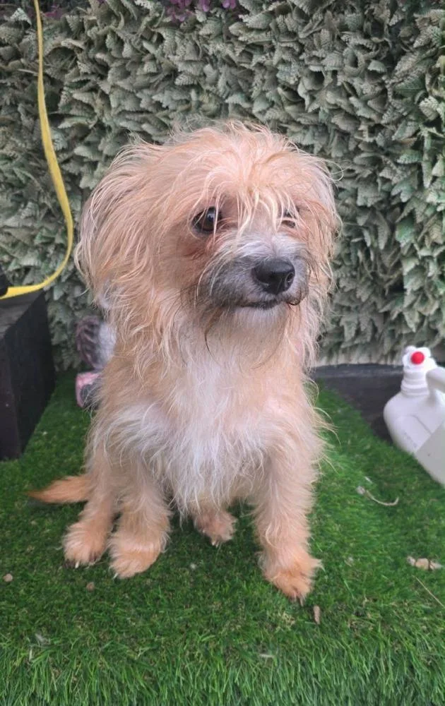 A young small-sized female Terrier dog named Annie for adoption in San Francisco, CA