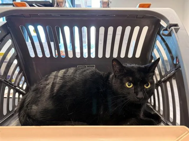 An adult medium-sized female Domestic Short Hair cat named Shadow for adoption in Garland, TX