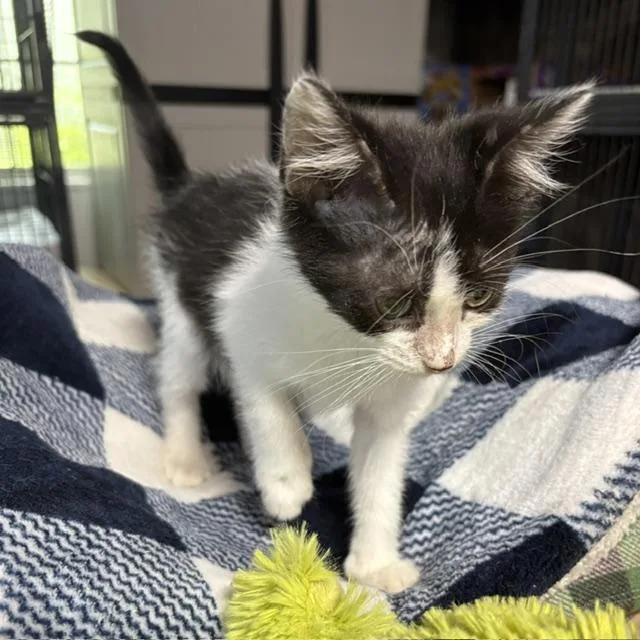 A young medium-sized male Black & White / Tuxedo Tuxedo cat named Lee Majors for adoption in Porter, TX