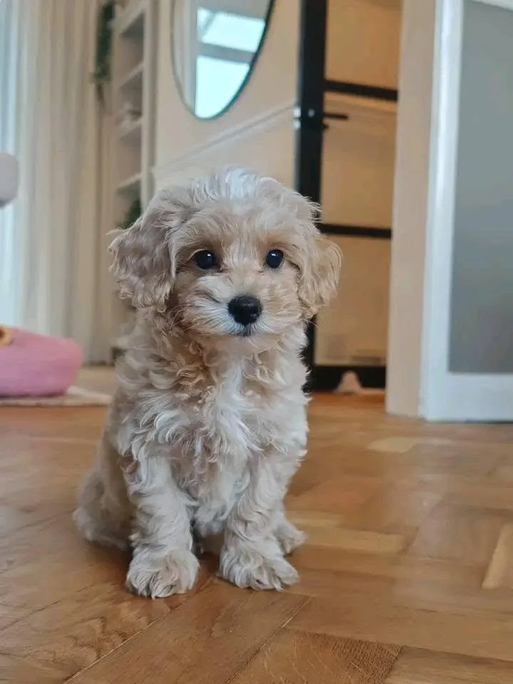 Bella thumbnail 2