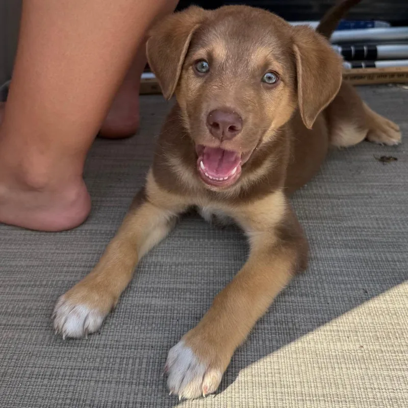 A baby small-sized male Brown / Chocolate Mixed Breed dog named Davis for adoption in Buffalo, MN