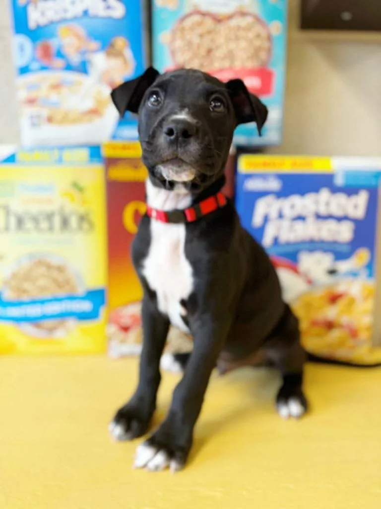 A baby large-sized male Mixed Breed dog named Captain Crunch for adoption in Effingham, IL