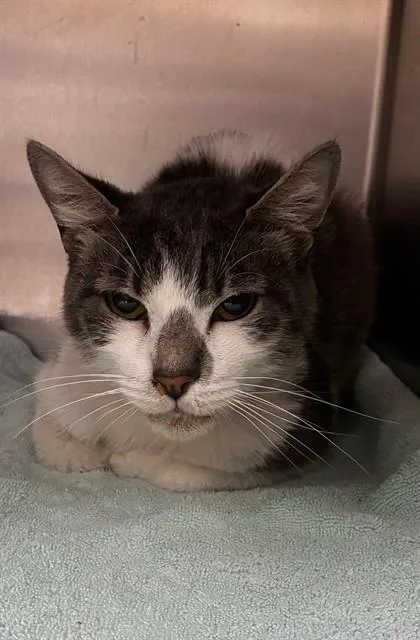 An adult small-sized female Domestic Short Hair cat named Lexi for adoption in Upper Marlboro, MD