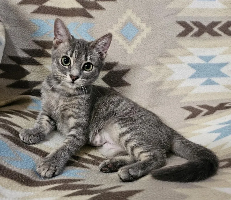 A baby medium-sized female Domestic Short Hair cat named Goose for adoption in Salt Lake City, UT