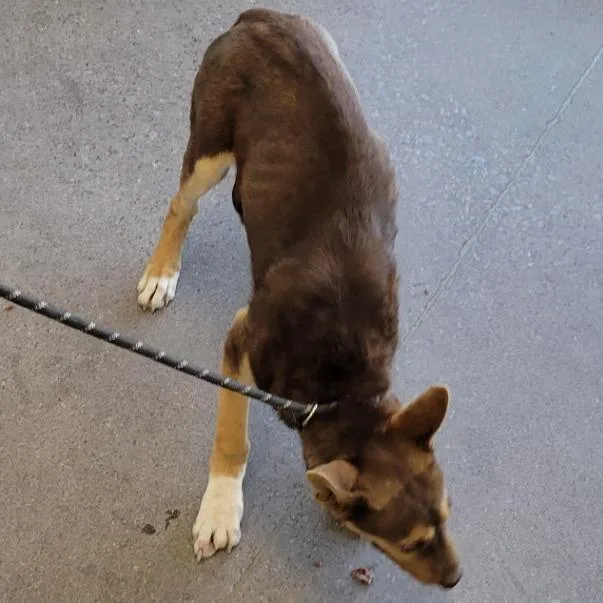 A young medium-sized male Brown / Chocolate Mixed Breed dog named Lucien for adoption in Las Cruces, NM