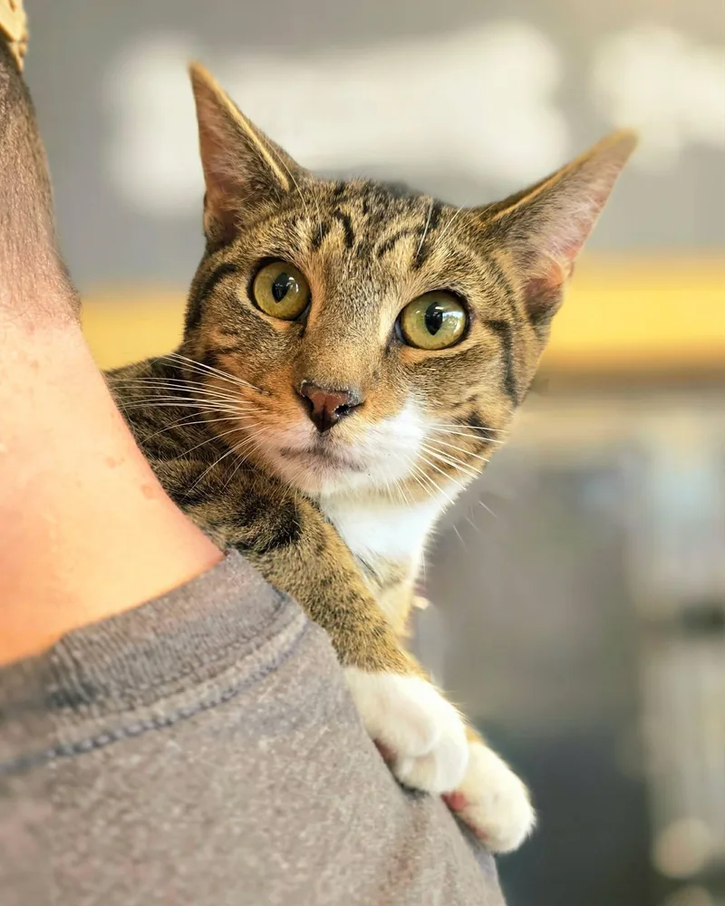 A young medium-sized male Tabby (Brown / Chocolate) Tabby cat named Kristoff for adoption in Oak Ridge, TN