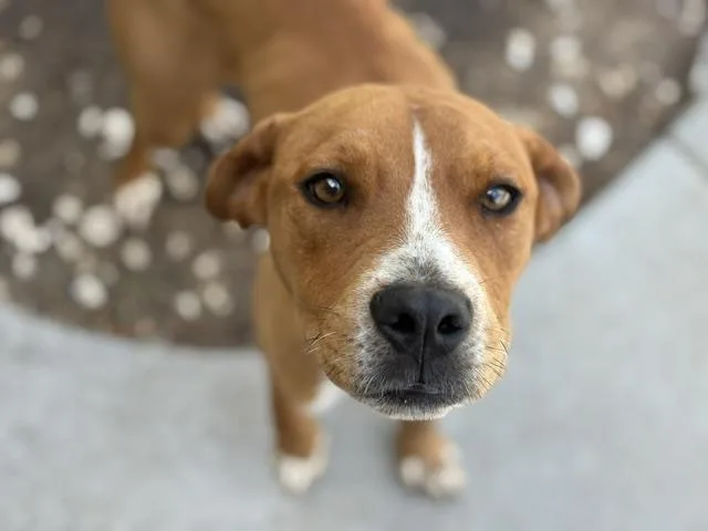 A baby small-sized male Redbone Coonhound dog named Vonn for adoption in Tulsa, OK