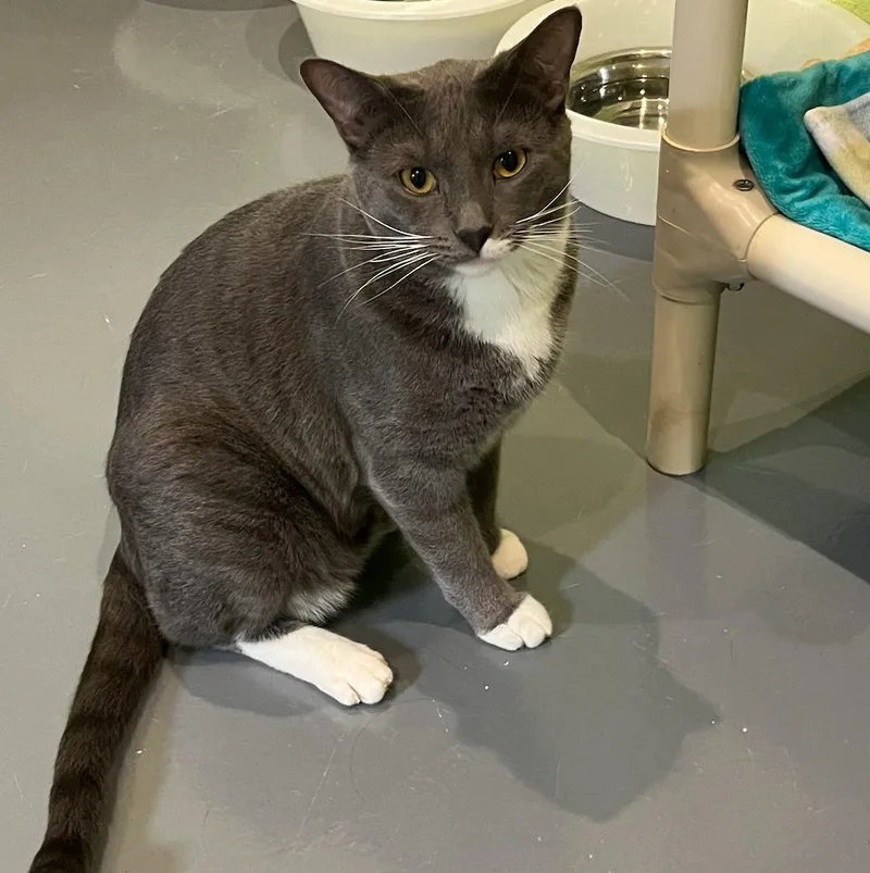An adult medium-sized male Domestic Short Hair cat named Wyatt for adoption in South Bend, IN