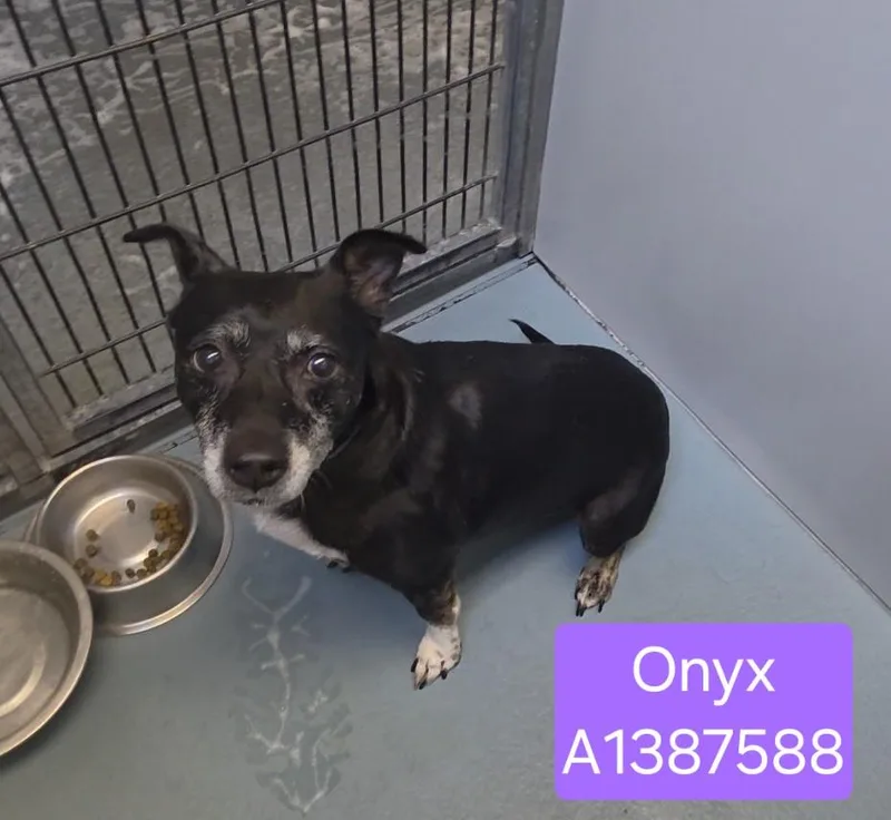 A senior small-sized female Collie dog named Onyx for adoption in Houston, TX