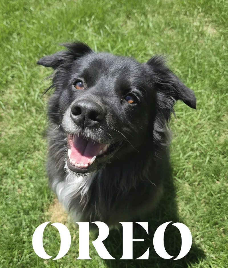 Oreo