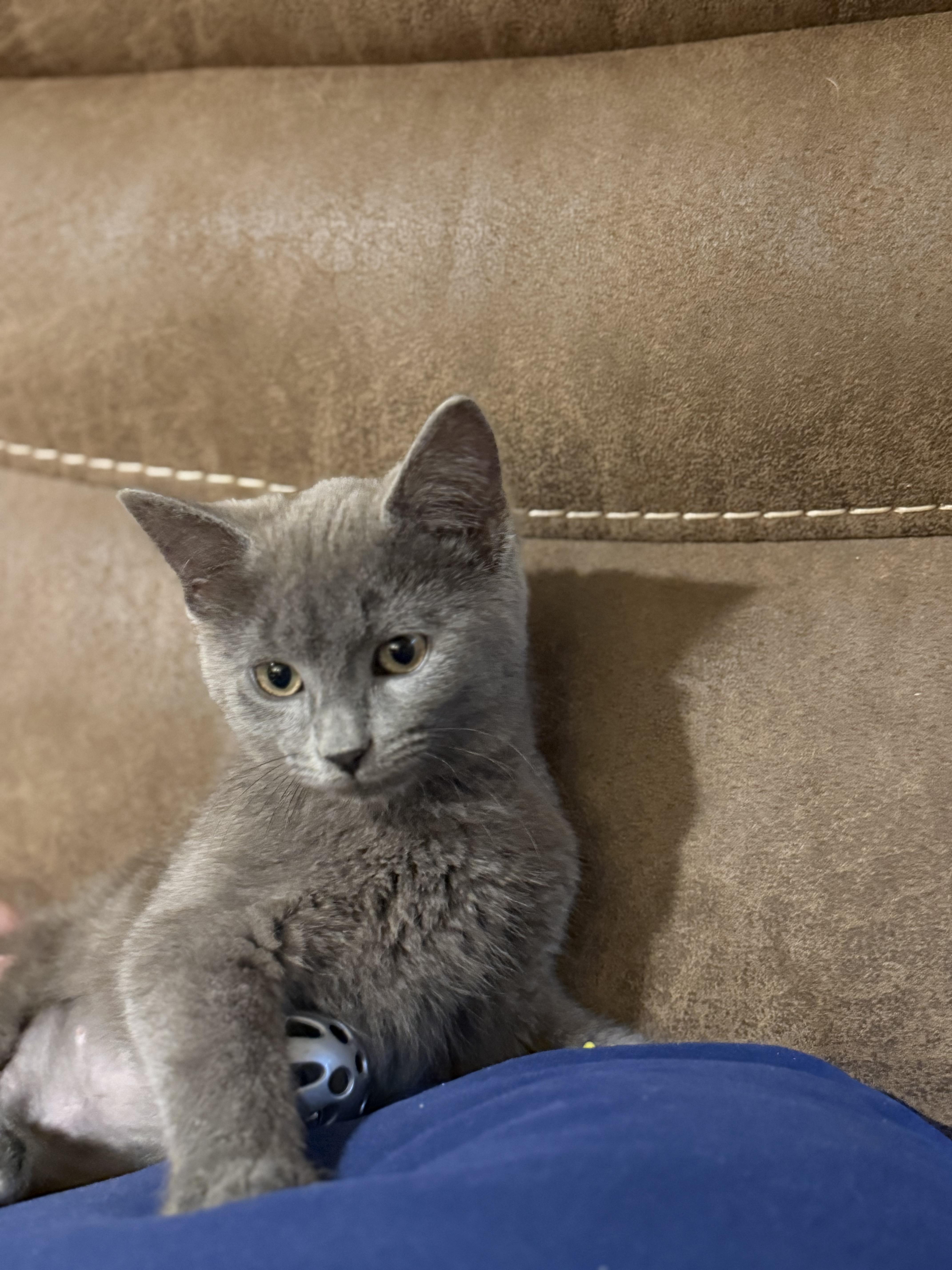 A baby small-sized female Gray / Blue / Silver Domestic Short Hair cat named Cinder for adoption in Milwaukee, WI