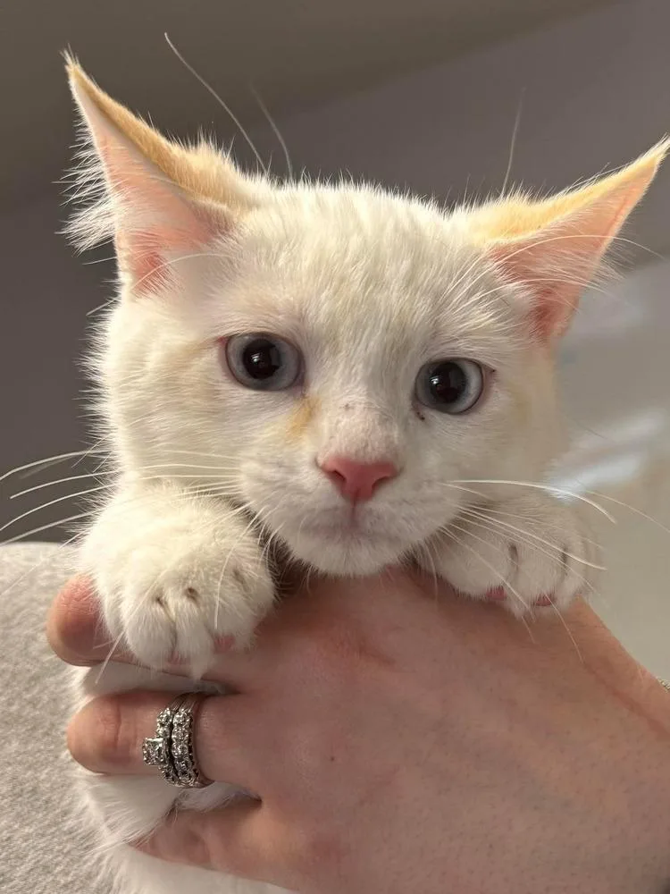 A baby small-sized male Domestic Short Hair cat named Crawfish for adoption in Bolivar, MO