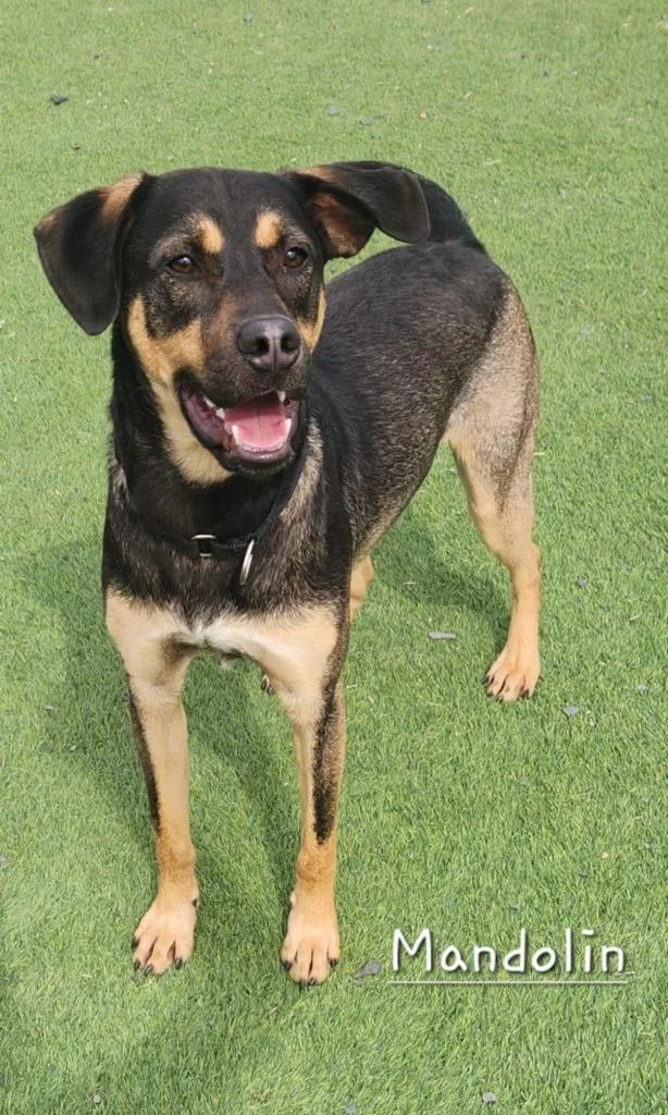 A young medium-sized male Labrador Retriever dog named Mandolin for adoption in Dalton, GA