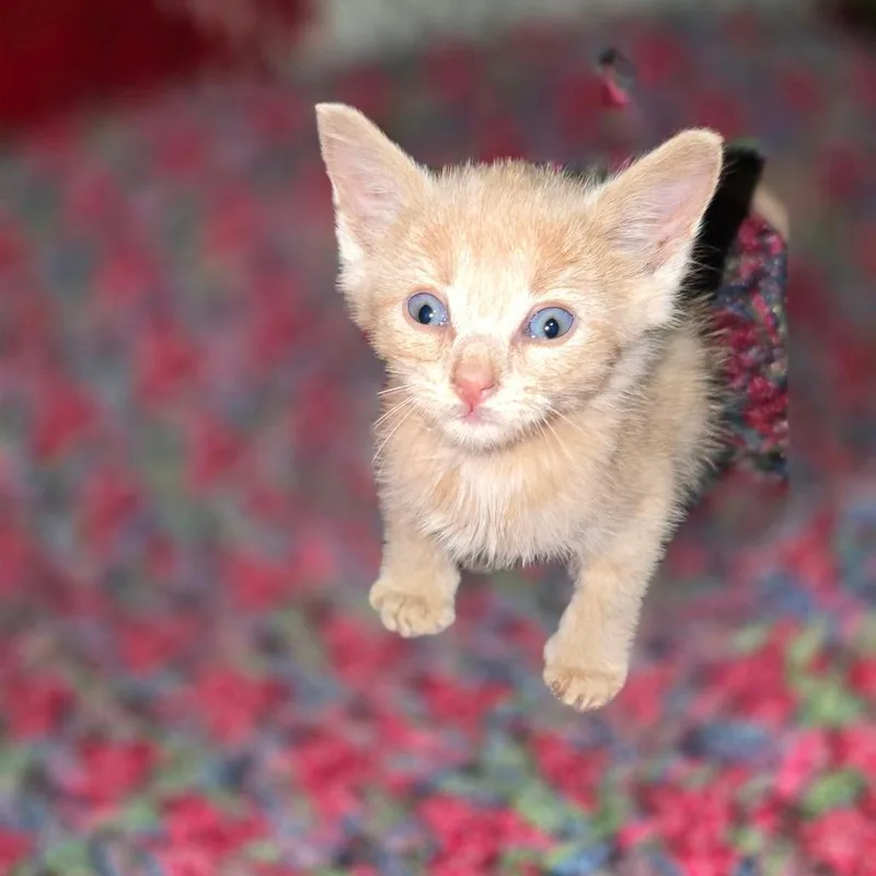 A baby small-sized male Domestic Short Hair cat named George for adoption in Canton, IL