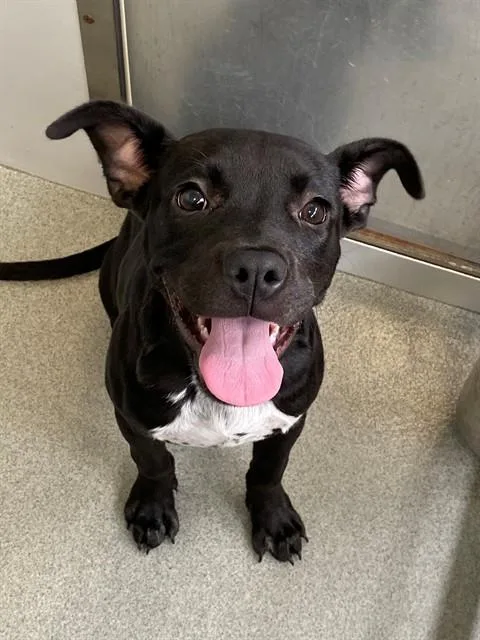 A baby medium-sized female Pit Bull Terrier dog named Pippi for adoption in Fayetteville, NC