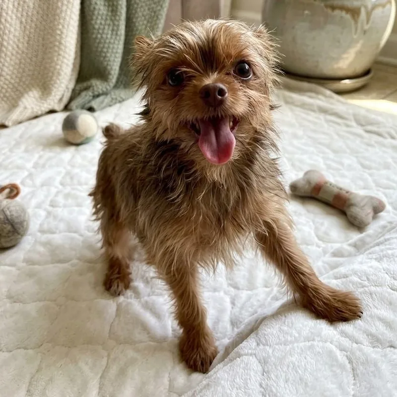 A baby small-sized male Yorkshire Terrier dog named Andy for adoption in Boca Raton, FL