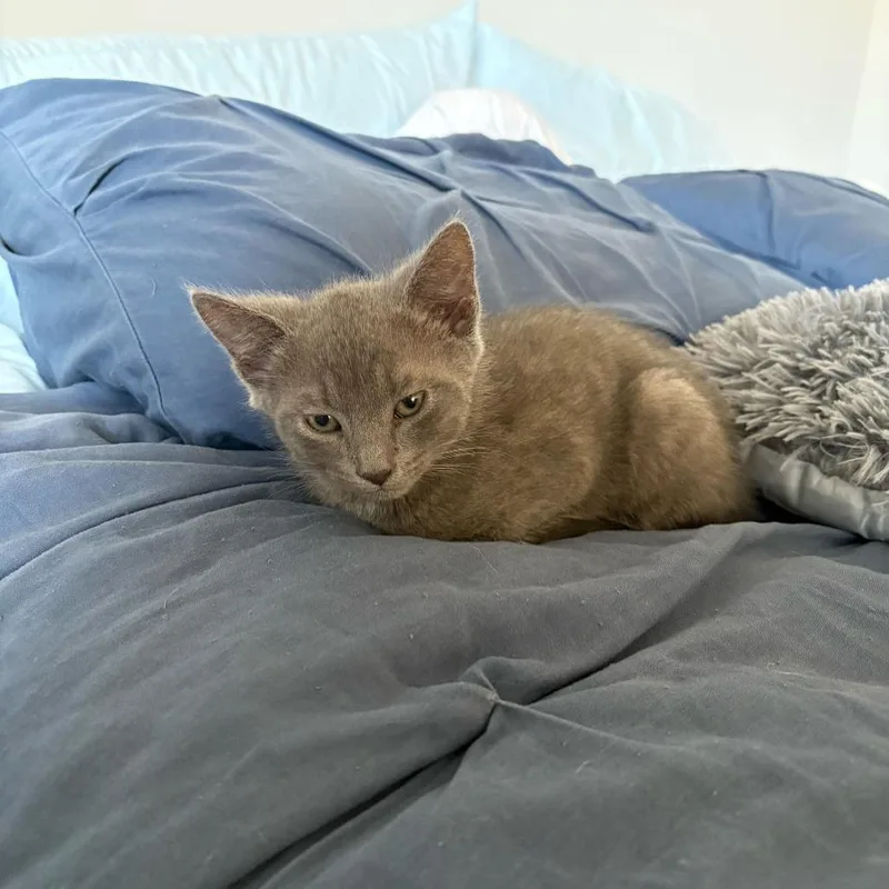Earl Grey