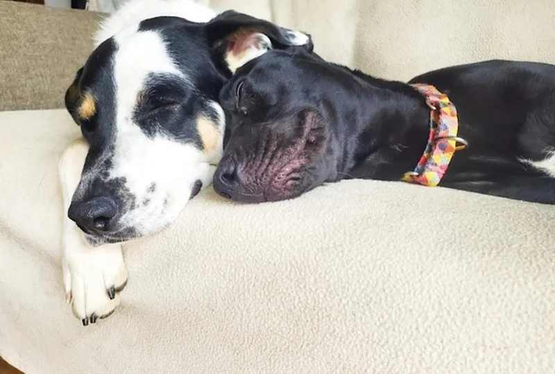 An adult medium-sized female Black Boxer dog named Tula Baloola for adoption in Amherst, MA