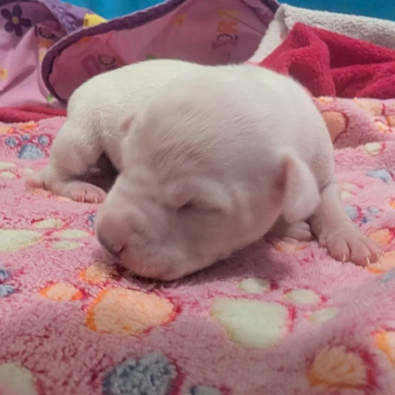 A baby small-sized female White / Cream Terrier dog named Prairie Dawn for adoption in Jasper, IN