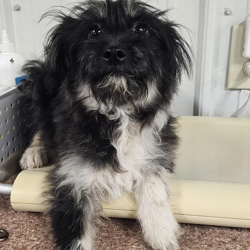 A baby small-sized male Tricolor (Brown, Black, & White) Patterdale Terrier / Fell Terrier dog named Ollie for adoption in Columbia, MO