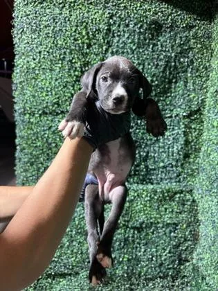 A baby small-sized male Black Pit Bull Terrier dog named 61262060 for adoption in El Paso, TX