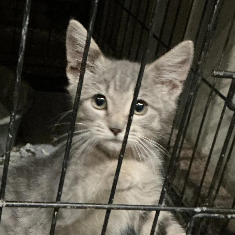 A baby small-sized female Gray / Blue / Silver Domestic Medium Hair cat named Popcorn for adoption in Durant, OK