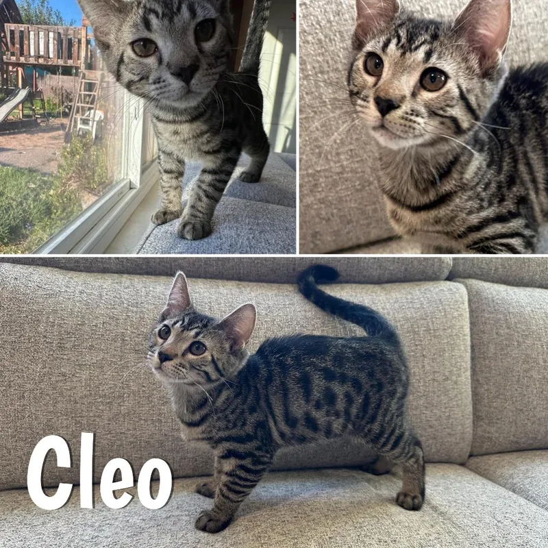 A baby small-sized female Black Domestic Short Hair cat named Cleo for adoption in Orangevale, CA